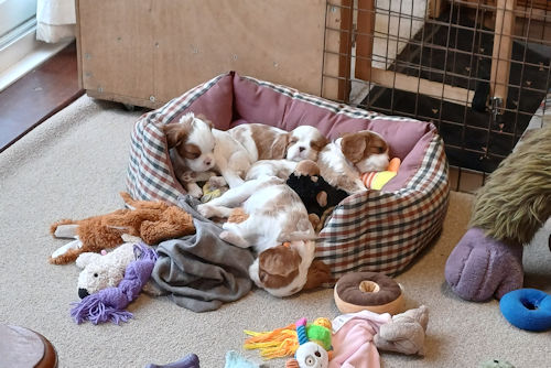 Abbie pups in bed-2024_07_03.jpg